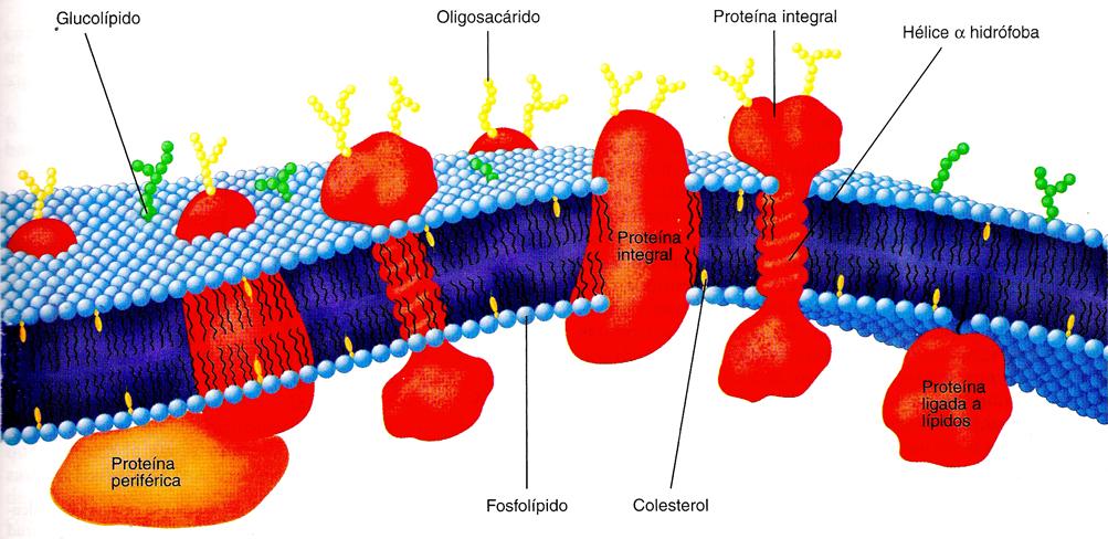 Lípidos: generalidades Las membranas funcionan para organizar los procesos biológicos al compartimentalizarlos. La célula, en esencia está definida por la membrana plasmática que la envuelve.