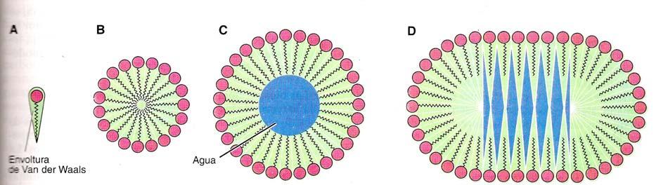 Lípidos: Micelas y bicapas Micelas: agregados globulares