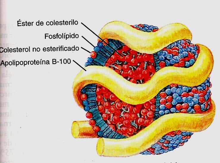 Lípidos: Lipoproteínas de transporte Quilomicrones: transportan triglicéridos exógenos desde el intestino hasta los tejidos y el colesterol al hígado VLDL, IDL y LDL (very, intermediate, low density