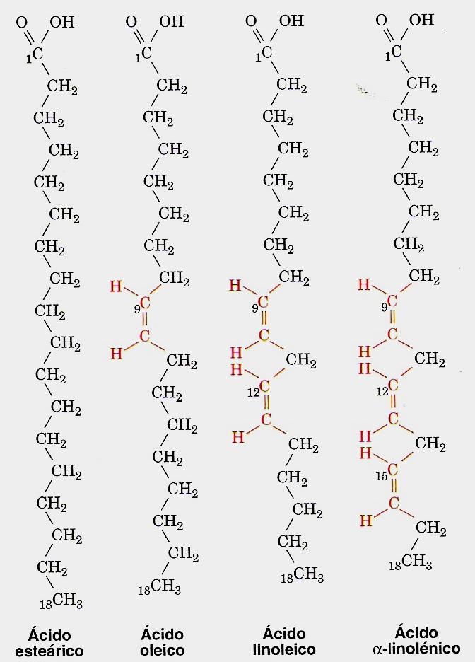Lípidos: Acidos grasos Son ácidos carboxílicos con grupos laterales hidrocarbonados de cadena
