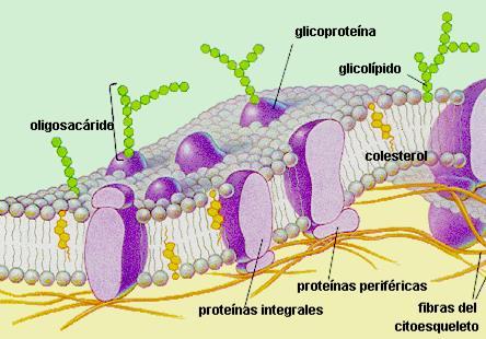 Estructura de la membrana