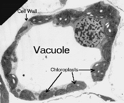 Micrografía electrónica de una célula