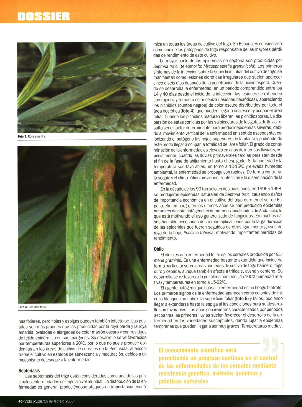 DOSSIER Foto 3. Roya amarilla. Septoriasis Las septoriasis del trigo están consideradas como una de las principales enfermedades del trigo a nivel mundial.
