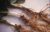 ENFERMEDADES DE SUELO Mal de pie (Fusarium solani y otras) Gravedad: perdidas de plantas en casos extremos, perdida de rendimiento,
