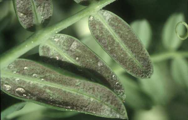Amarillamiento del haz de la hoja y polvo gris violáceo en envés. En vainas, manchas claras en el exterior y micelio blanco en el interior.