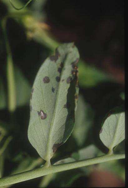 ENFERMEDADES DE LA VEGETACION Grasa ( Pseudomonas syringae pv. pisi) Gravedad: Ocasionalmente perdida de vegetación.