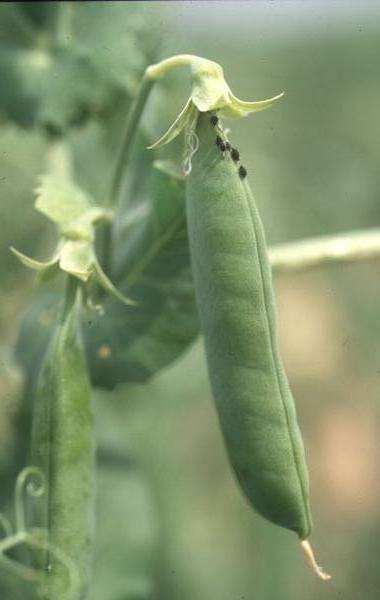 INSECTOS Pulgones (Acirtosiphon pisum, Aphis fabae) Gravedad: Debilitamiento de plantas por
