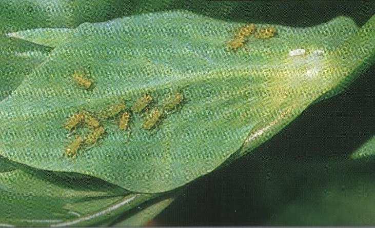 Síntomas: Aparición de pulgones principalmente a partir de floración.