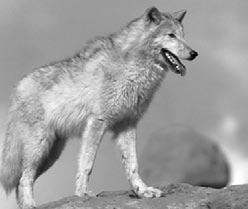Características de los lobos Europa Asia Océano Atlántico África Océano Índico América del Sur Australia Los lobos grises vivieron una vez en la mayoría de las regiones septentrionales del mundo.