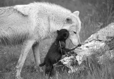 8) los bebés o hijos de personas o animales (pág. 8) manadas grupos de lobos (pág. 8) (sust.) regurgitar devolver o vomitar (v.) (pág.