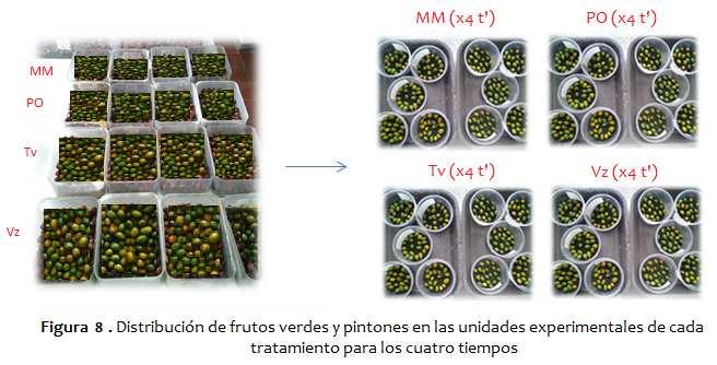 brocas (Tabla 2) Para el testigo húmedo se utilizó la misma cantidad de frutos aplicando agua destilada y lo mismo para el testigo seco pero sin ningún tipo de producto (Figura 8).