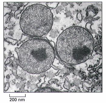 PEROXISOMAS Son vesículas de forma ovoide, presentes en todas las células eucariotas, ricas en enzimas