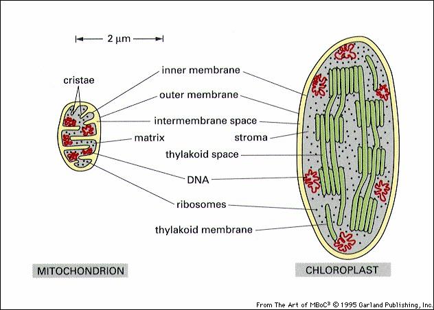 DIFERENCIAS MITOCONDRIAS CLOROPLASTOS Tamaño Menor Mayor Estructura 2 membranas, 2 compartimentos 3 membranas, 3 compartimentos Función Respiración celular Fotosíntesis Localización En células