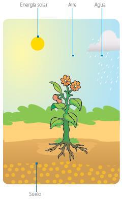 Qué necesitan las plantas para vivir? Al igual que los seres humanos, las plantas requieren de elementos para cubrir sus necesidades básicas y poder sobrevivir.