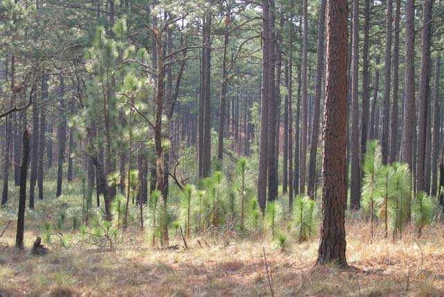 4: Regeneración natural de Pinus palustris en el SE de USA.