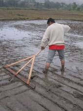 Almacigo Preparar el suelo con mucha materia orgánica (estiércol, paja, cáscara de arroz) para que el suelo sea muy suelto.