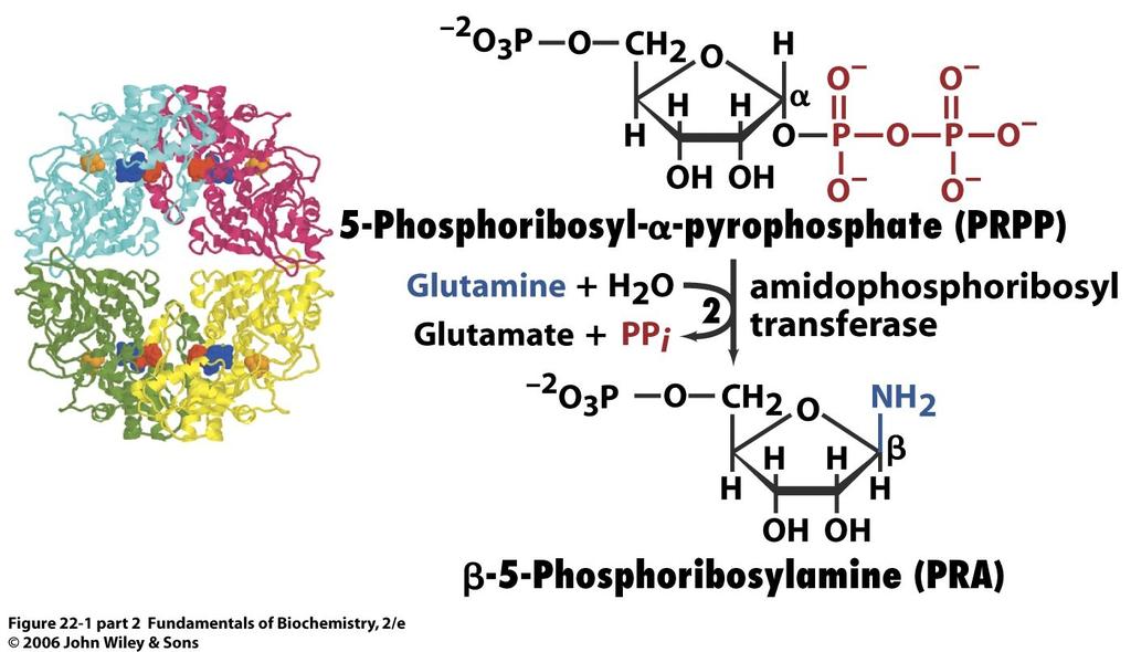 MN: Biosíntesis de nucleótidos purínicos A partir del PRPP se produce el