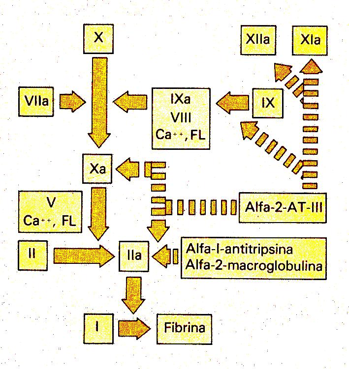Los grupos carboxilos añadidos a los factores dependientes de vitamina K, hacen que la molécula adquiera gran afinidad por el Calcio y de esta manera, puedan formar complejos con él.