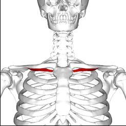 MUSCULATURA DEL HOMBRO. Están inervados por ramas del plexo braquial. Entre los músculos del hombro distinguimos cuatro grupos: anterior, medial, posterior y lateral.