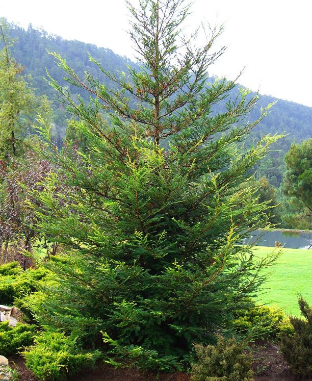 cupressaceae Sequoia Sempervirens Conífera imponente. Necesita mucho espacio para crecer, su corteza es hermosa de color rojizo y fibrosa. Son los árboles más grandes del mundo.