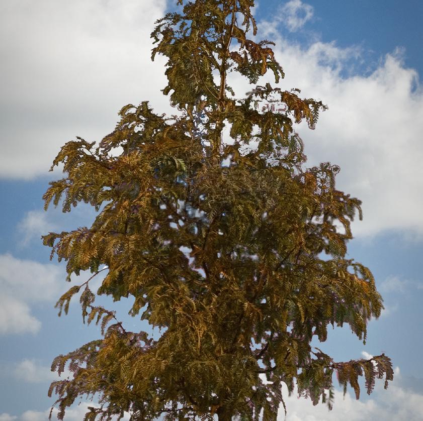 taxodiaceae Metasequoia Clyptostroboides Buen árbol con valor ornamental, pierda la hoja y el color rojo de corteza es hermoso.