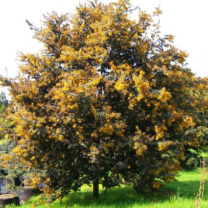 fabaceae Acacia Baileyana Árbol de hoja pequeña color azuloso y morado. Su floración densa y de un color amarillo hermoso.
