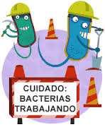 Probióticos Microorganismos deseables: Evitan la colonización de otros patógenos Neutralizan enterotoxinas Efectos bactericidas Impiden la síntesis de aminas Mejora del sistema inmune Probióticos más