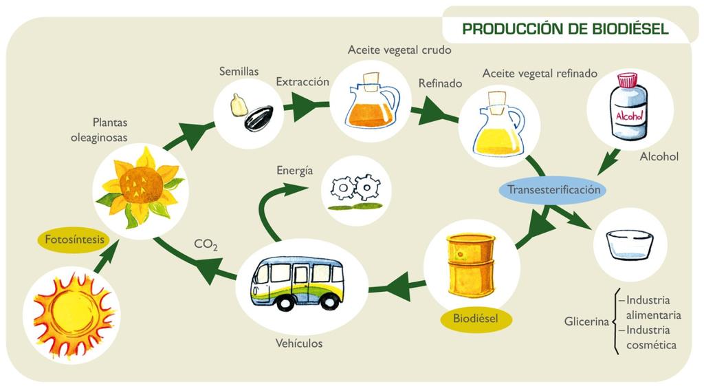 Biocombustibles IV Biodiésel: sustituye al gasóleo (diésel) de automoción. Se produce a partir de aceites vegetales, naturales o usados. SABÍAS QUE?