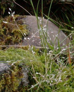 Als pradells d herbes anuals s hi troben espècies com l Aira (Foto 16A) i l Esclerant, que es pot