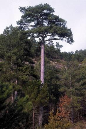 trobar arbres com el pi blanc (Foto 18A), el pi roig (Foto 18A2), l alzina (Foto 19A), l alzina