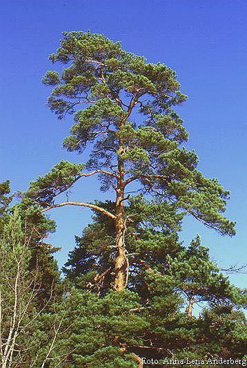 Foto 18A2: Pi roig (Pinus