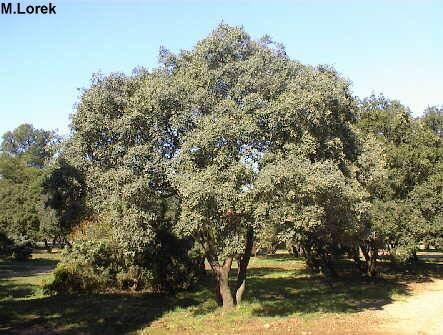 nrm.se Foto 19A: Alzina (Quercus