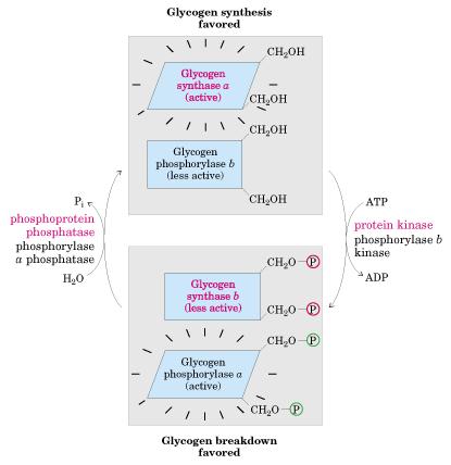 Regulación de vías del glucógeno Regulación de enzimas: Glucógeno sintasa es activa defosforilada es inactiva fosforilada Glucógeno fosforilasa