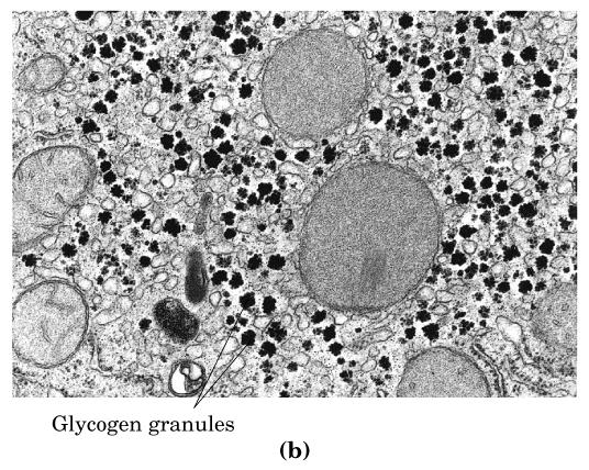 Glucógeno se almacena: En el citosol En forma de gránulos de glucógeno con: Glucógeno Las enzimas que lo sintetizan y que lo degradan