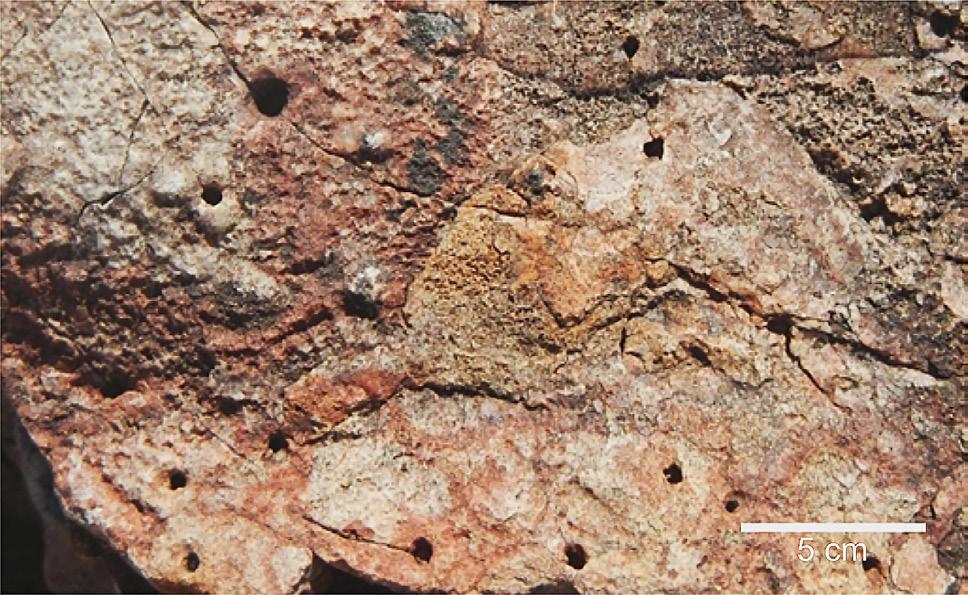 El material parcialmente obtenido en el campo, del miembro B, se encuentra depositado en la Colección Paleontológica del Departamento de Geología de la Universidad de Sonora con los números de