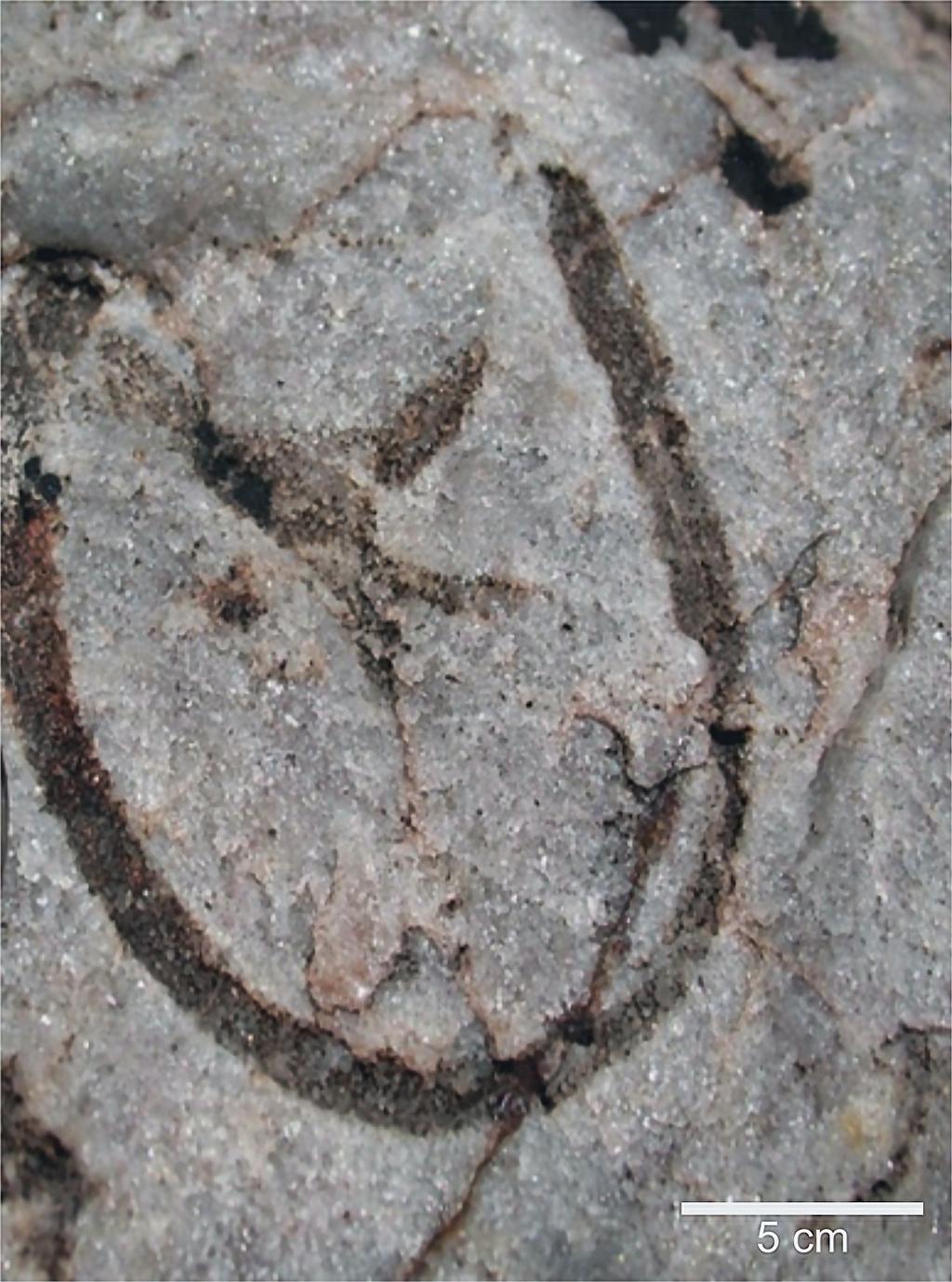 Icnofósiles del Cámbrico Inferior de San José de Gracia, Sonora 7 intuye que la asociación biótica de San José de Gracia vivió en condiciones paleoambientales correspondientes a mares tropicales,