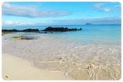 Muestra día a día el itinerario con la scripción los sitios visita y actividas DÍA 8: Viernes Galápagos Cruceros Isla AM: Playa Bachas Estas dos pequeñas playas se encuentran al oeste Caleta Tortuga.
