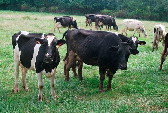 4.Faltantes de proteína no degradable en el rumen: Afectan la producción y composición de la leche. Problema bastante común en animales en pastoreo en condiciones tropicales. 5.