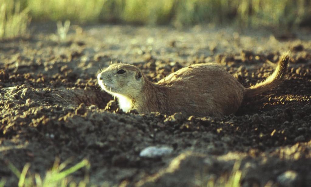 Marmota de la pradera de cola negra Refugio: Los marmotas de la pradera viven en pueblos
