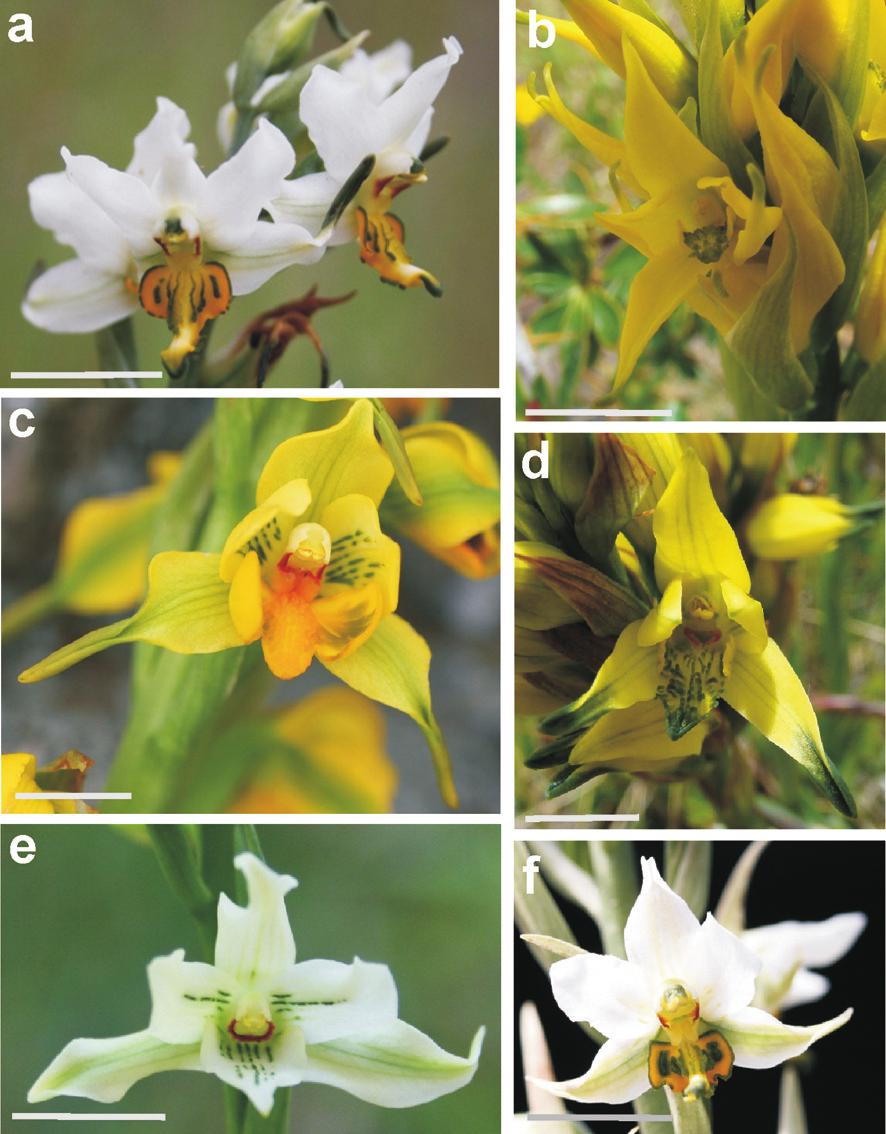 Fig. 13. Aspecto de las flores. A, Gavilea longibracteata. B, G. lutea. C, G.