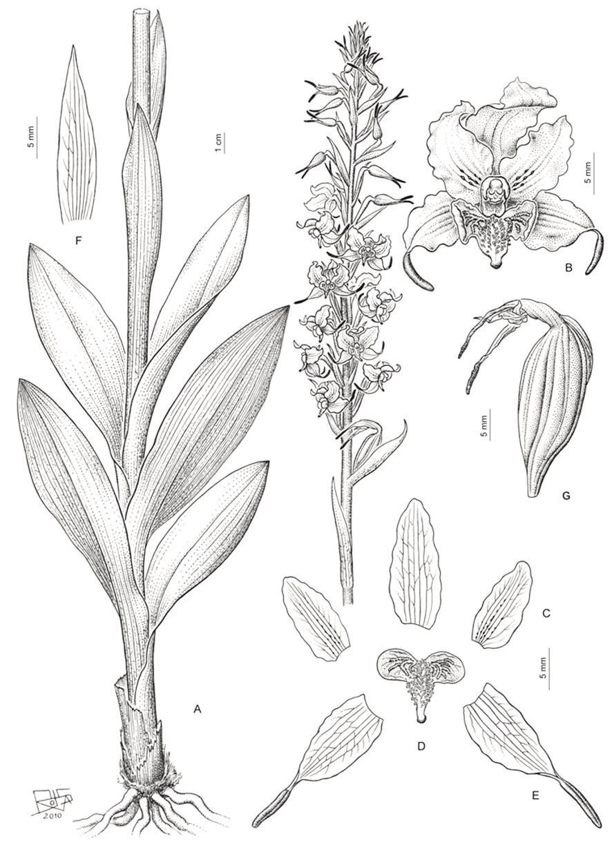 M. A. CHEMISQUY. Taxonomía del género Gavilea Fig. 18. Gavilea platyantha. A, aspecto general de la planta.