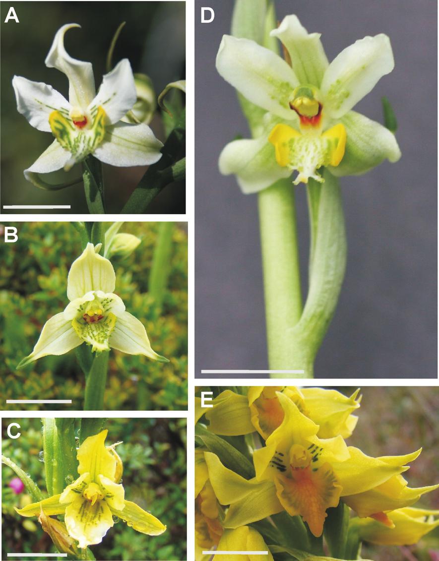 Fig. 3. Aspecto de las flores. A, Gavilea araucana. B, G. australis.