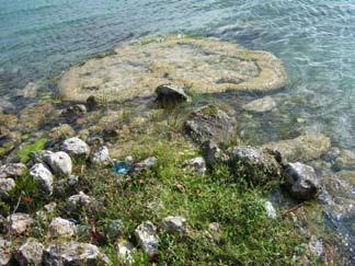 866 Siqueiros Beltrones et al.- Diatomeas de laguna Bacalar, Q. Roo sobre el estado ecológico de las aguas continentales, así como establecer programas de monitoreo.