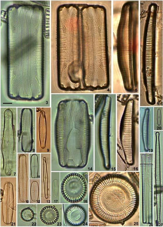 DOI: 10.7550/rmb.33960 869 Figuras 3-27. Taxa representativos de diatomeas encontrados sobre microbialitos de laguna Bacalar. Microscopía óptica con contraste de fases.