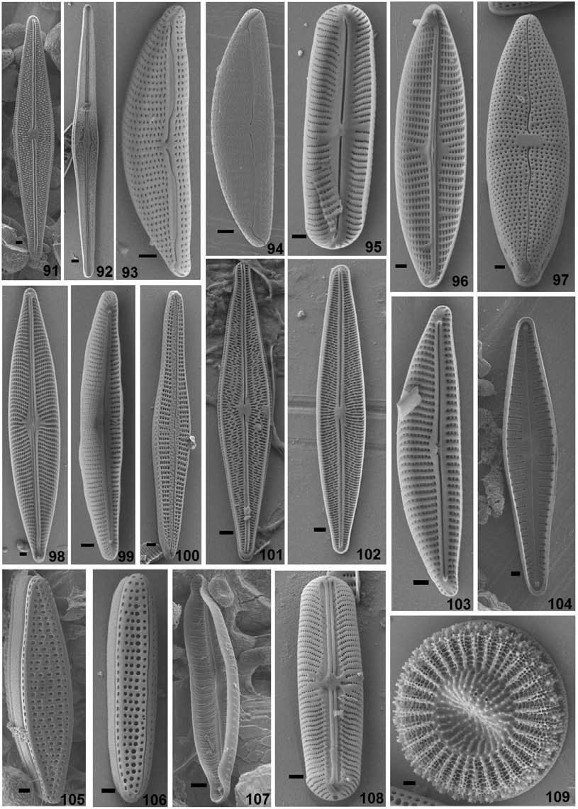 DOI: 10.7550/rmb.33960 873 Figuras 91-109. Taxa representativos de diatomeas encontrados sobre microbialitos de laguna Bacalar. Microscopía electrónica de barrido.