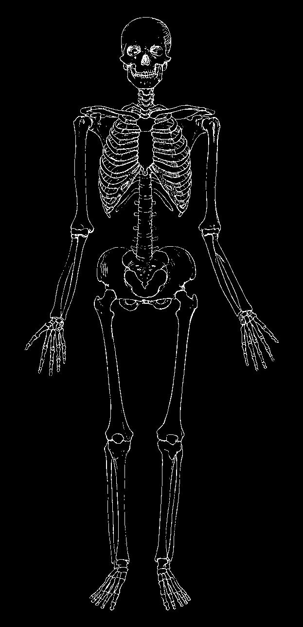 El sistema óseo y el sistema muscular ac t i v i da d 5 Materiales Para cada alumno 1 Guía de anticipación 4.