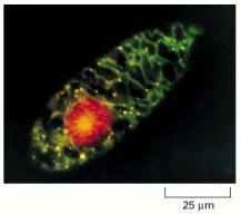 ADN mitocondrial y nuclear teñidos con un colorante fluorescente ADNn Bromuro de etidio Espacio de