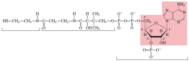 Descarboxilación Oxidativa del Piruvato Piruvato deshidrogenasa Piruvato