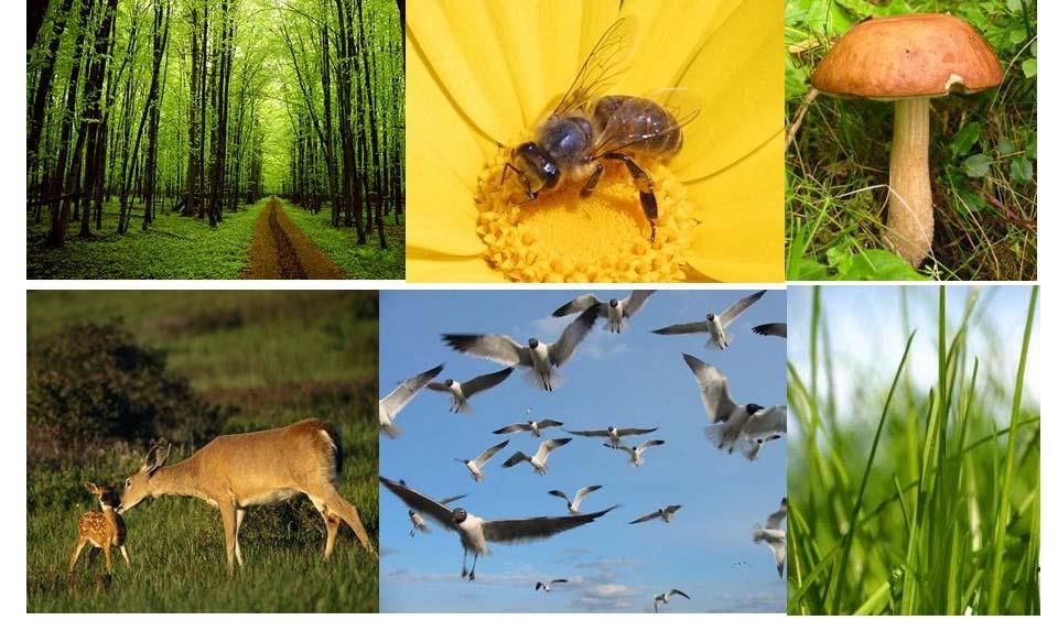2. Ambiente: Factores ecológicos Son todos los fenómenos y factores externos que caracterizan el ambiente en el que