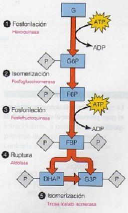 Reacciones de la Glucolisis Reacciones 1-5: Fase de Inversión de Energía Reacción 1: primera inversión de ATP (Fosforilacion de glucosa dependiente de ATP mediada por Hexocinasa)